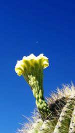 Low angle view of leaf against blue sky