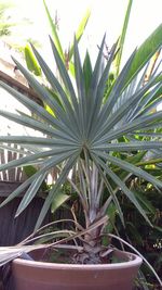 Close-up of potted plant