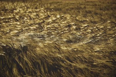 Full frame shot of wet field