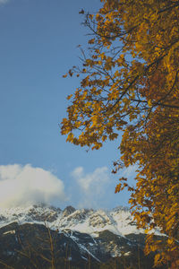 Low angle view of tree against sky