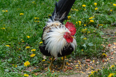 Close-up of rooster on field