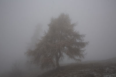 Tree on field against sky during foggy weather