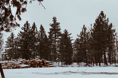 Trees on snow covered landscape against sky