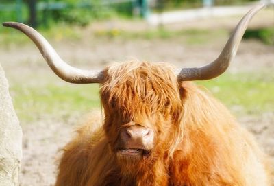 Portrait of highland cattle in farm