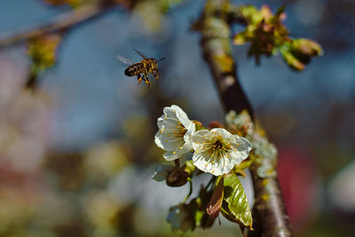 Close-up of bee pollinating on flower