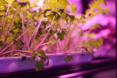 Salad mizuna grown under uv lamps and full spectrum led light in hydroponics system in glasshouse.