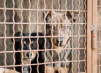 Portrait of sheep in cage