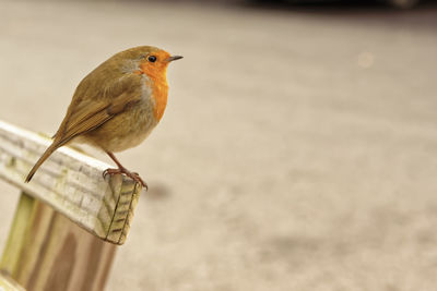 Close-up of bird perching on a fence post