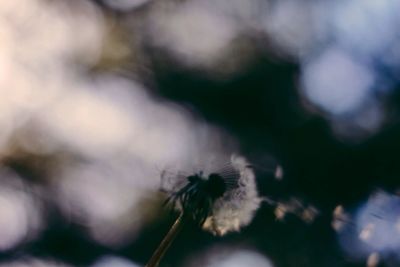 Close-up of flowers against blurred background