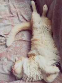 Close-up of cat lying on blanket