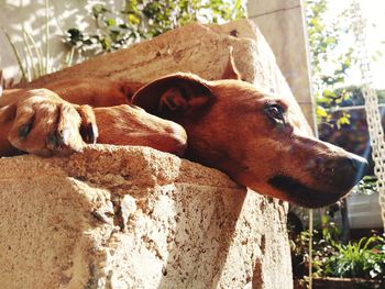 Portrait of a dog