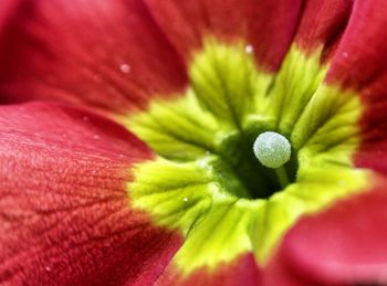 Close-up of pink flower