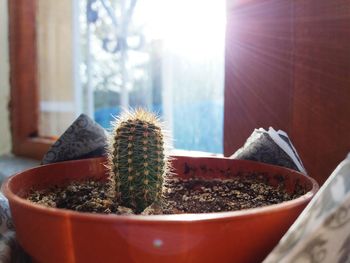 Close-up of potted cactus plant in pot