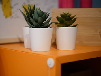 Close-up of potted plant on table at home