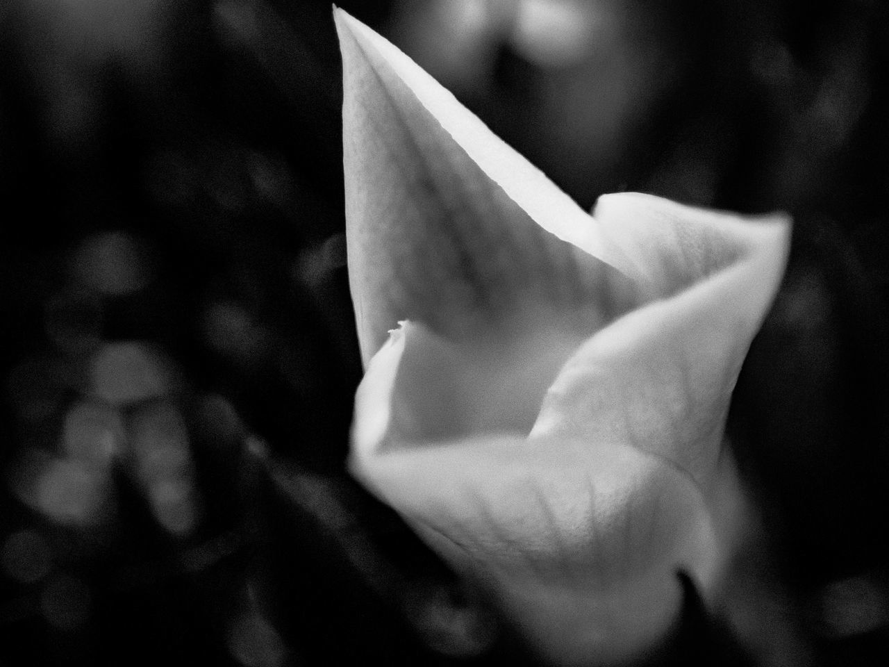 white, darkness, black and white, black, flower, close-up, monochrome photography, monochrome, macro photography, flowering plant, plant, beauty in nature, petal, focus on foreground, fragility, no people, light, nature, leaf, freshness, growth