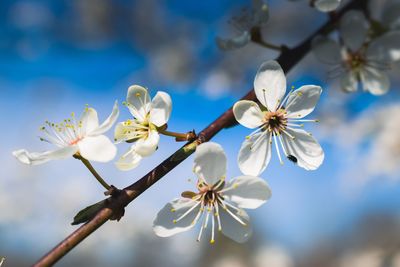 Close-up of white cherry blossoms