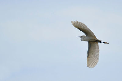 Low angle view of bird flying against clear sky