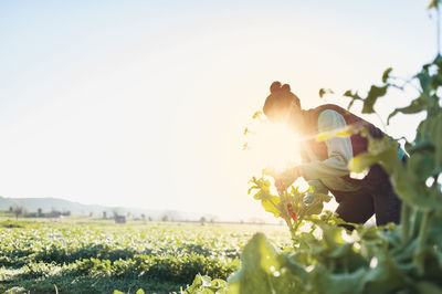 Woman gardening on farm against clear sky during sunny day