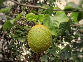 Close-up of fruit growing on plant