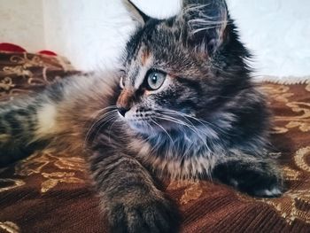 High angle view of cat relaxing at home