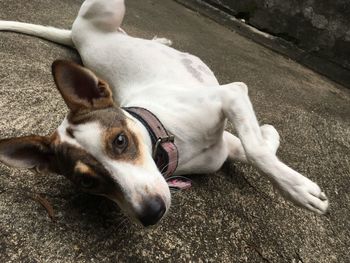 High angle view of dog resting