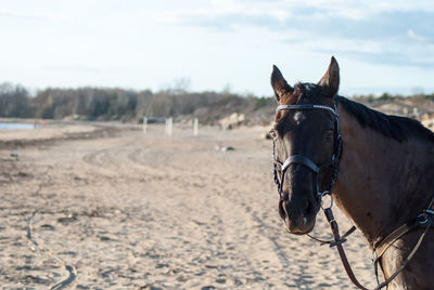 Close-up of horse on field against sky