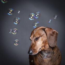 Close-up of dog with bubbles against gray background