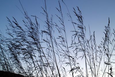 Low angle view of plants against clear sky