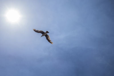 Low angle view of eagle flying against sky