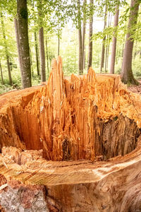 View of tree trunk in forest
