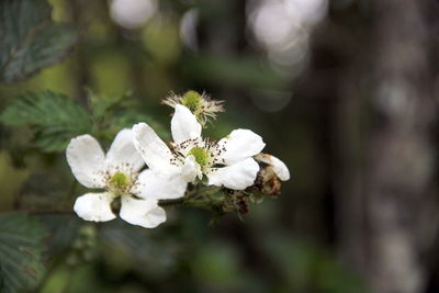 Close-up of white cherry blossoms in spring