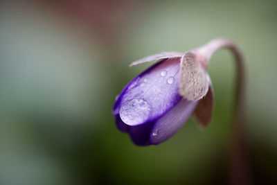 Close-up of wet purple flower