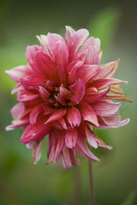 Close-up of pink dahlia