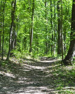 Scenic view of forest