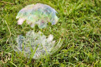 Close-up of plant on grassy field