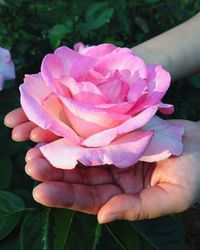 Close-up of pink rose