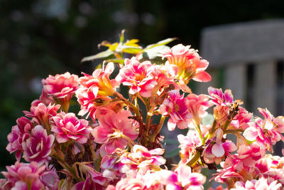 Close-up of pink flowering plants