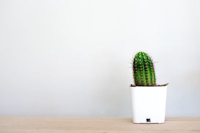 Cactus in white on a sheet