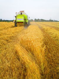 View of agricultural field