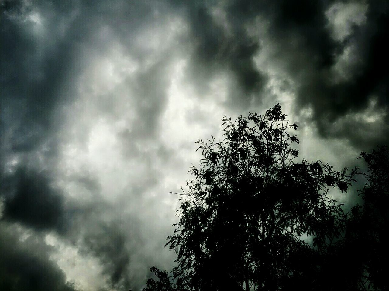 low angle view, sky, cloud - sky, tree, cloudy, silhouette, tranquility, overcast, beauty in nature, weather, nature, scenics, tranquil scene, storm cloud, cloud, growth, branch, dusk, cloudscape, outdoors