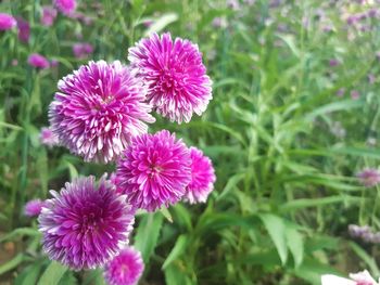Close-up of pink flowering plants in park