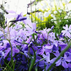 Close-up of purple crocus flowers