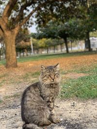 Portrait of cat sitting on field