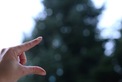 Close-up of hand against sky and pinetree