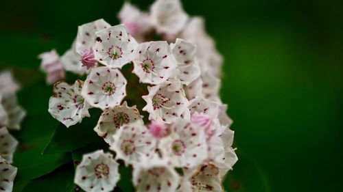 Close-up of white flowers