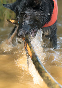 Close-up of dog splashing in water