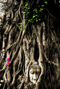 Close-up of tree trunk