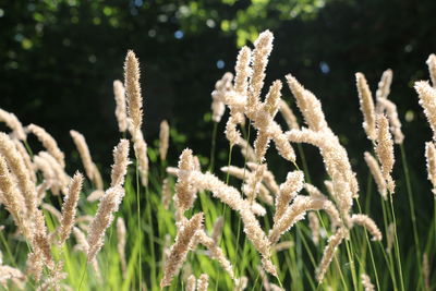 Close-up of plants on field