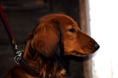 Close-up of dog looking away