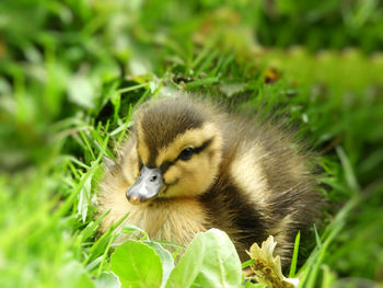 Close-up of a bird on field